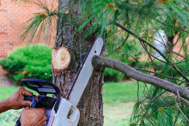 Tree Root Removal in Sans Souci, SC